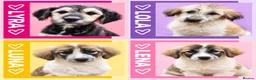 Mixed Breed dogs for adoption: Lola, Lena, Luna and Lyra  - Advert 1