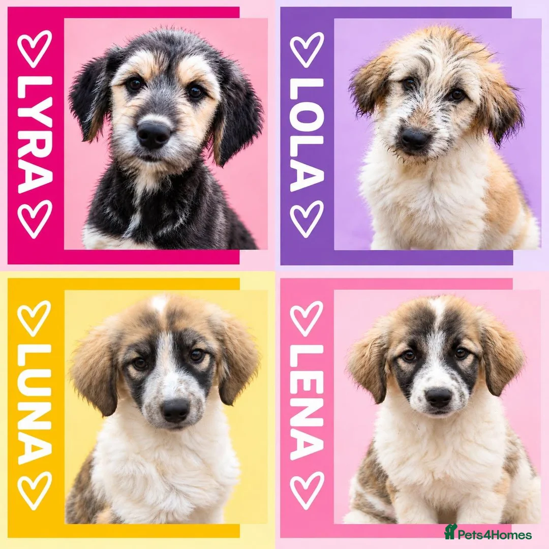 Mixed Breed dogs for adoption: Lola, Lena, Luna and Lyra  - Advert 1