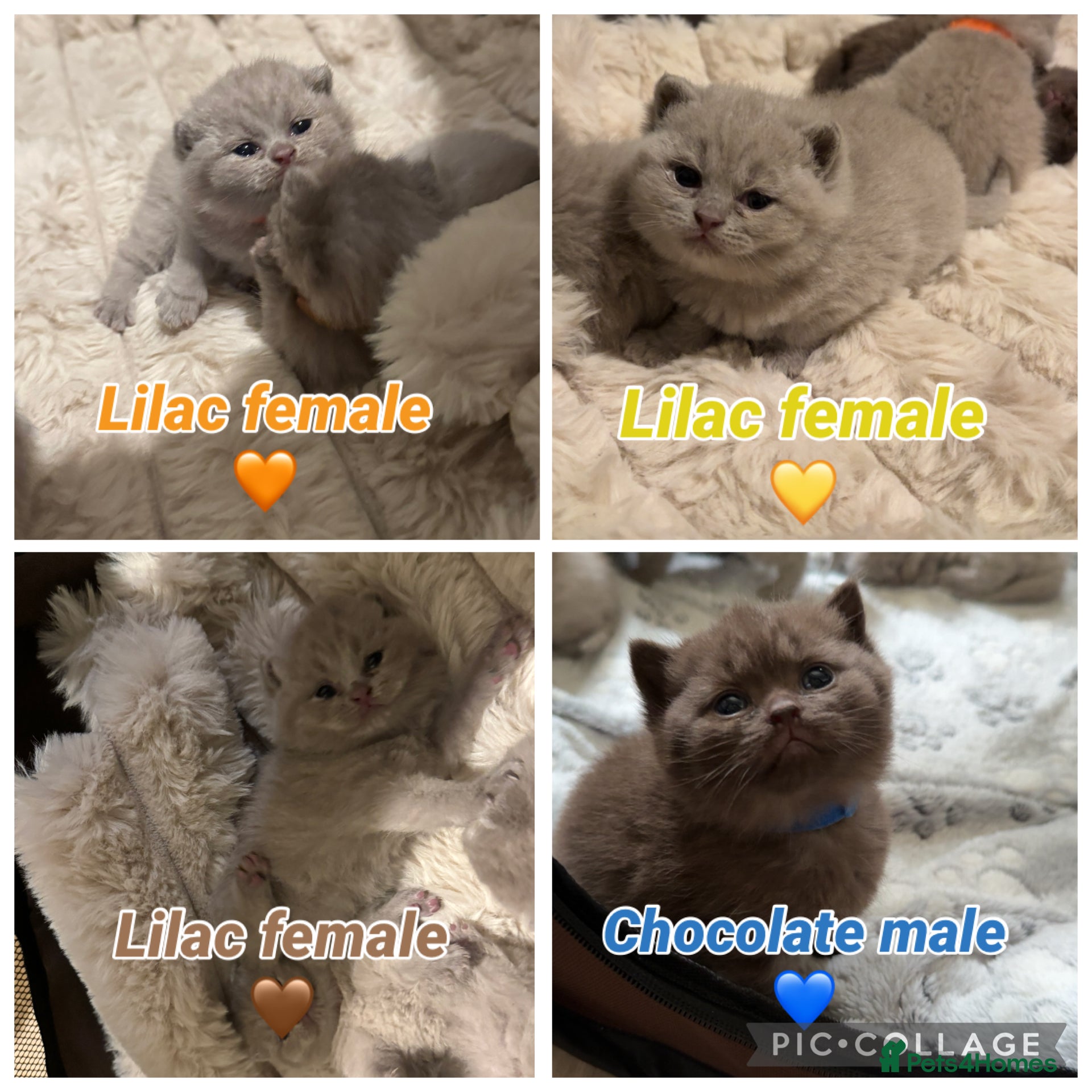 British Shorthair cats British shorthair kittens+RARE chocolate male 🍫  - Advert 14