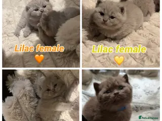 British Shorthair cats British shorthair kittens+RARE chocolate male ๐ซ - Advert 14