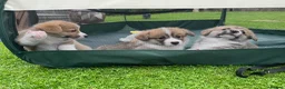 Welsh Corgi Pembroke dogs for sale: Welsh Pembroke Corgi - Advert 1