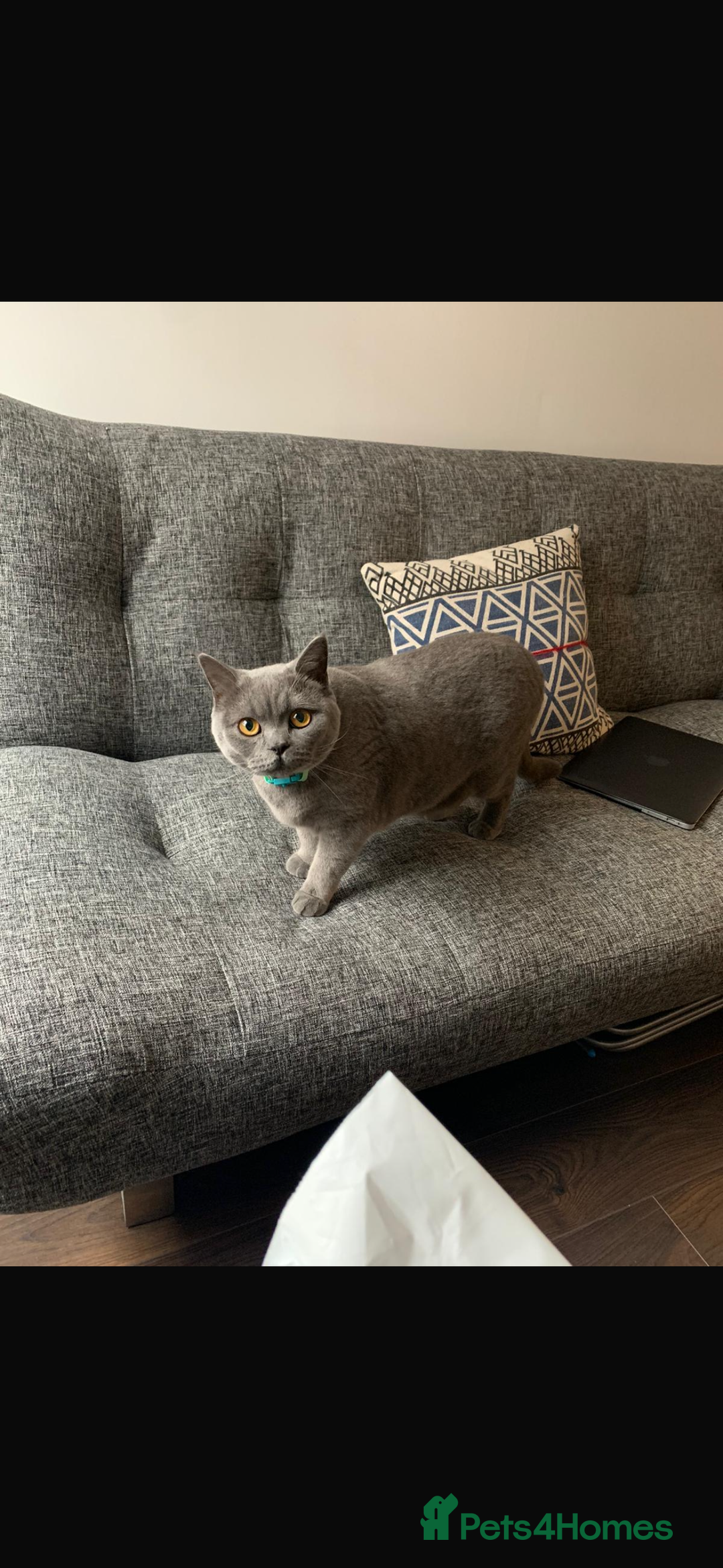 Ragdoll cats for sale: Ragdoll cross British blue kittens  - Advert 5