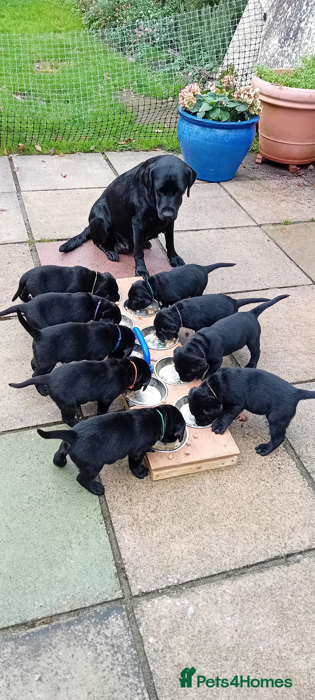 Labrador Retriever dogs for sale: Beautiful KC registered black Labrador puppies - Advert 11