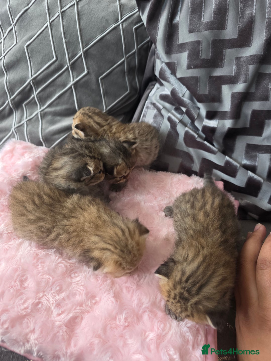 Scottish Fold cats for sale: 5 Beautiful ScottishFolds Kittens - Image 5