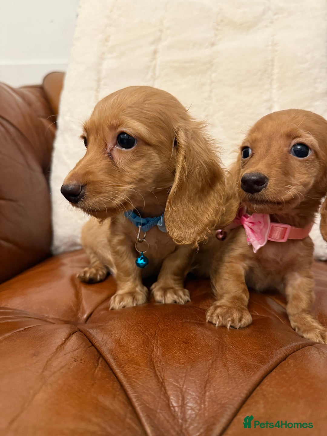 Miniature Dachshund dogs for sale: Beautiful Cream Longcoats Miniature Dachshund  - Advert 9