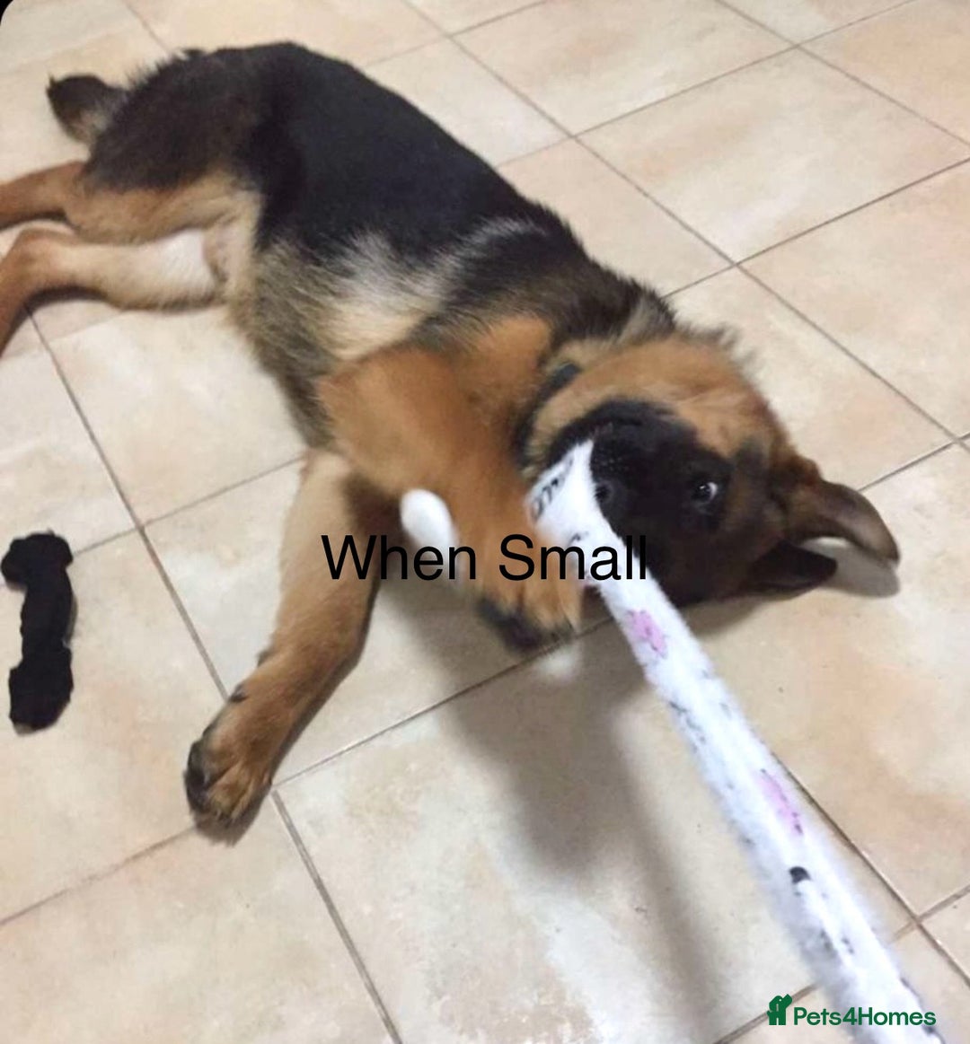 German Shepherd dogs for stud: German Shepherd Pedigree male for stud - Advert 3