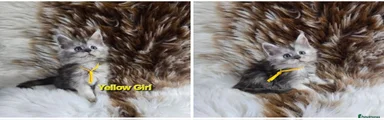 Maine Coon Kitten 4