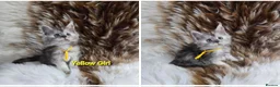 Maine Coon cats for sale: Tica Maine Coon kittens - Advert 2