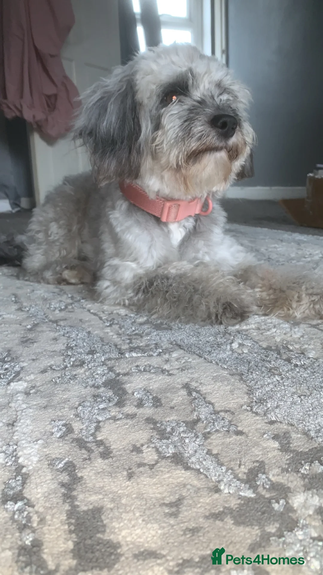 Cockapoo dogs for stud: Girl mini cockapoo looking for a male stud in Lydd in Romney Marsh - Advert 2