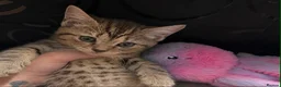 Siberian cats for sale: TeddyBear kittens for sale! (8 weeks) - Advert 3