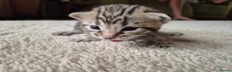 Bengal cats for sale: Beautiful bengal mixed kittens in Doncaster - Advert 7