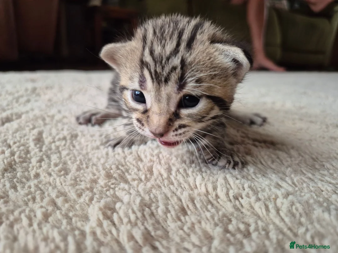Bengal cats for sale: Beautiful bengal mixed kittens in Doncaster - Advert 7
