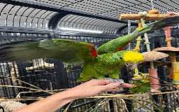 Parrots birds for sale: Stunning rare Magna double yellow headed Amazons  - Image 3