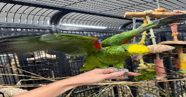 Parrots birds - Advert 1