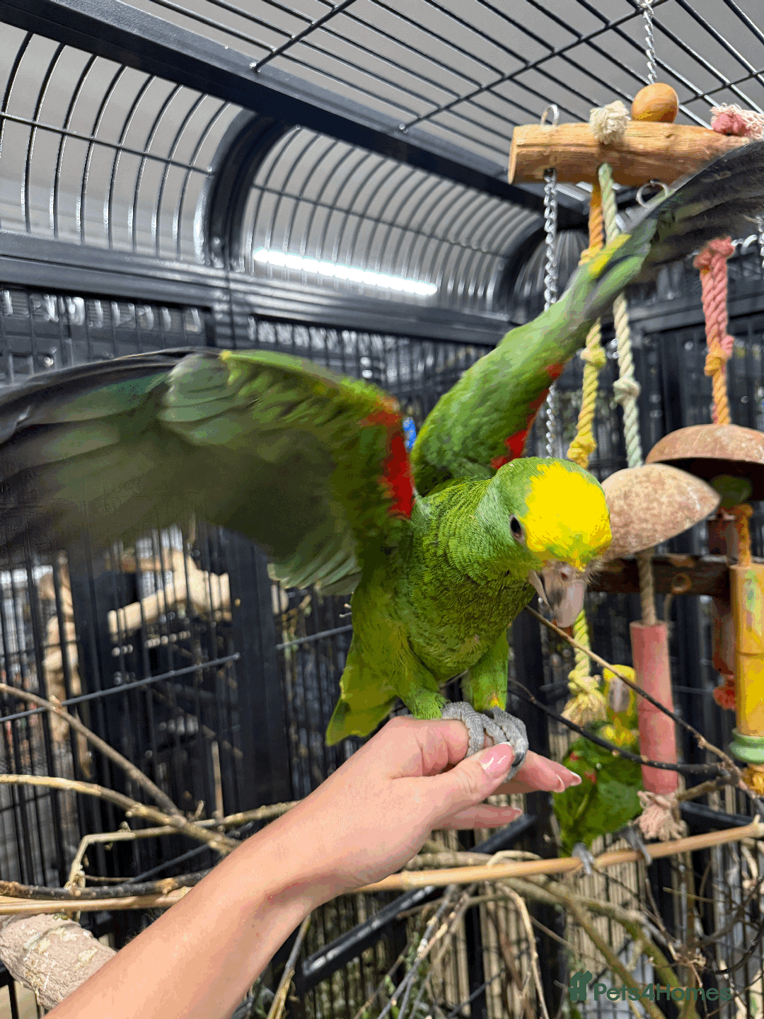 Parrots birds for sale: Stunning rare Magna double yellow headed Amazons  - Image 3