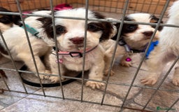 Cocker Spaniel dogs for sale: Cocker spaniel puppies - Image 10