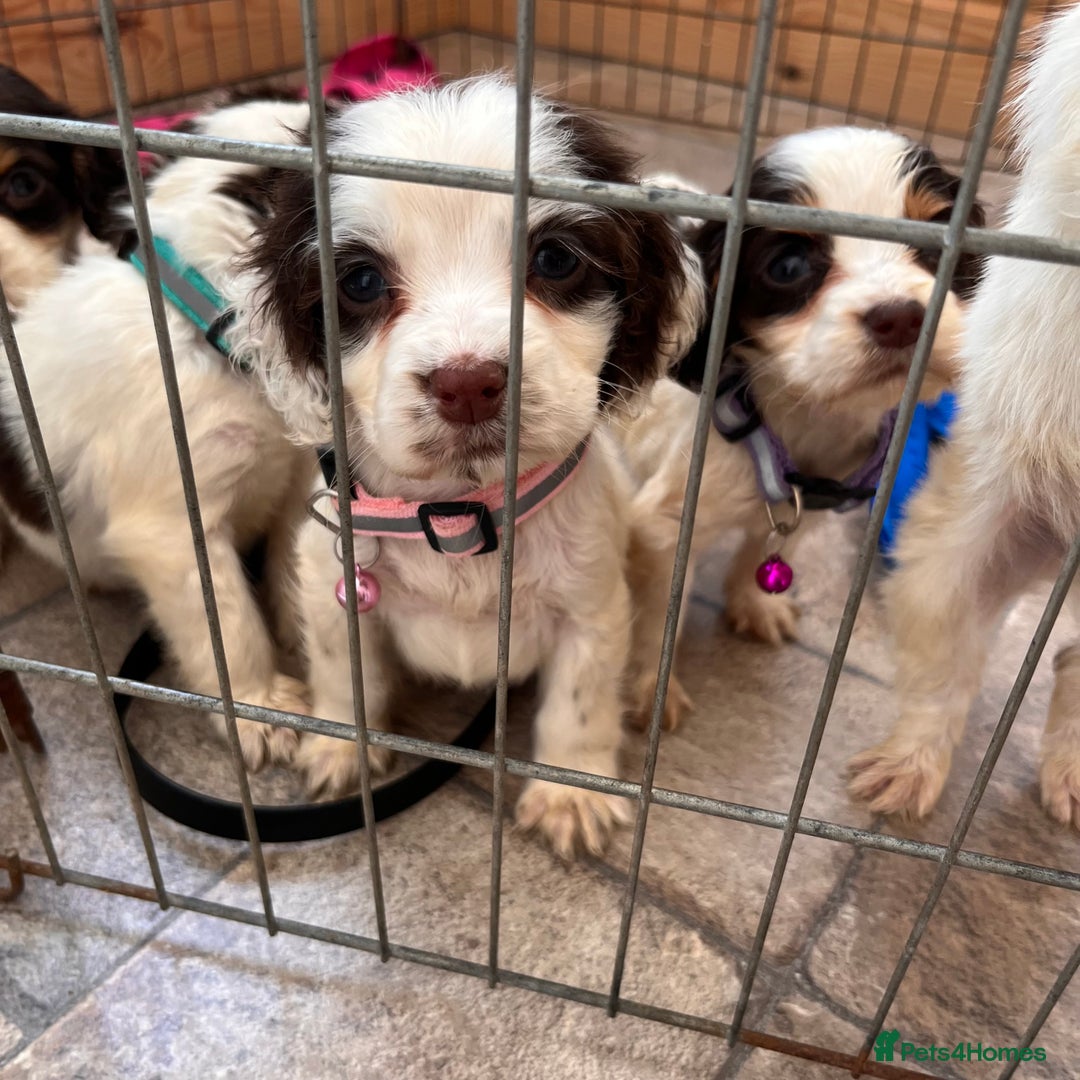 Cocker Spaniel dogs for sale: Cocker spaniel puppies - Image 10