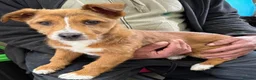 Mixed Breed dogs for adoption: Meet Lea, currently residing in Buckinghamshire  in Slough - Advert 3