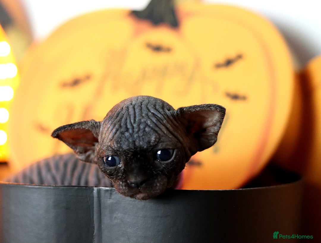 Sphynx cats for sale: Sphynx Black Solid Girls  - Advert 4