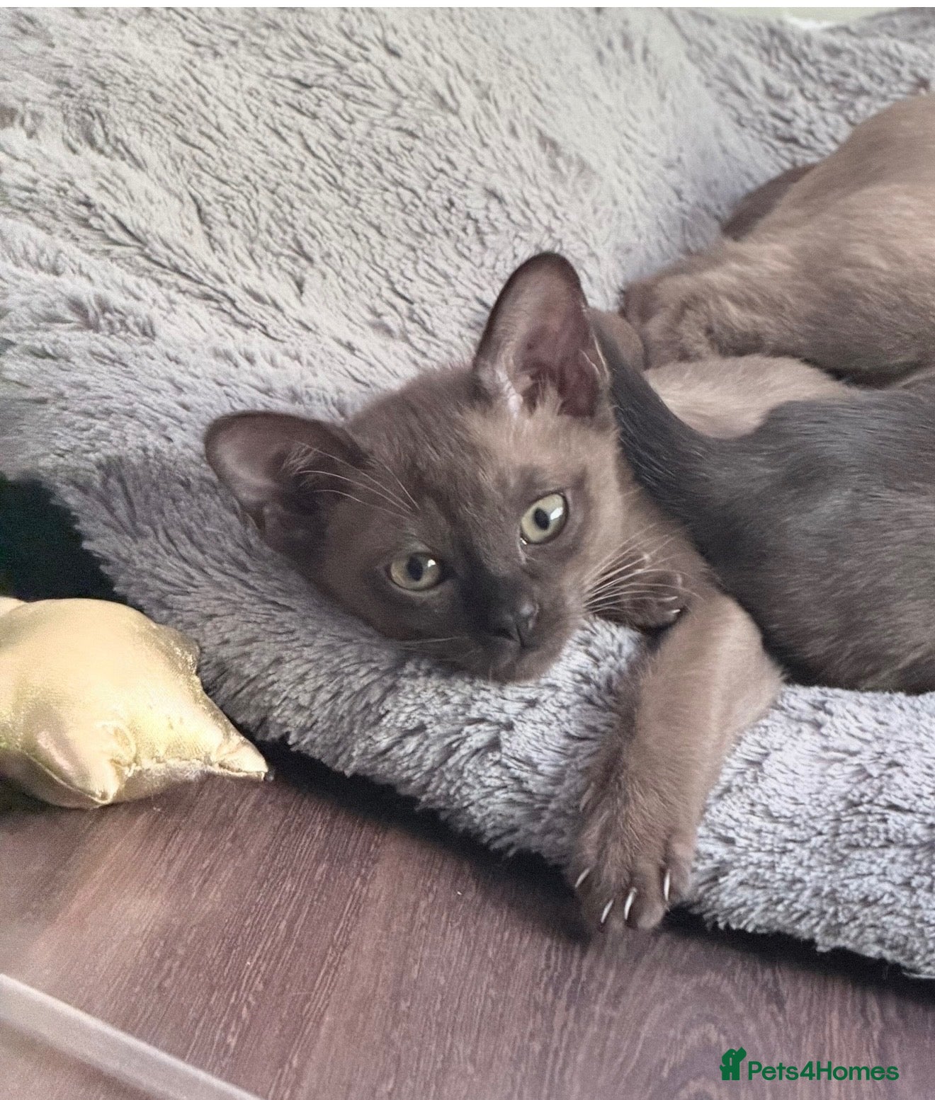 Burmese cats Home Raised Full Pedigree Burmese Kittens - Advert 1