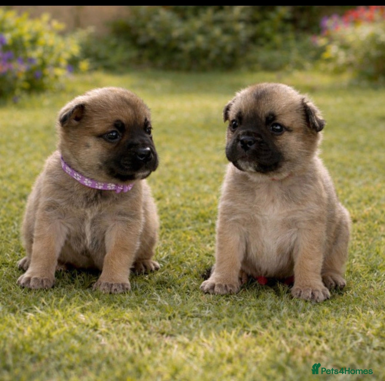 Mixed Breed dogs Frenchie X Pomsky Pups For Sales  - Advert 7