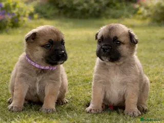 Mixed Breed dogs Frenchie X Pomsky Pups For Sales - Advert 7