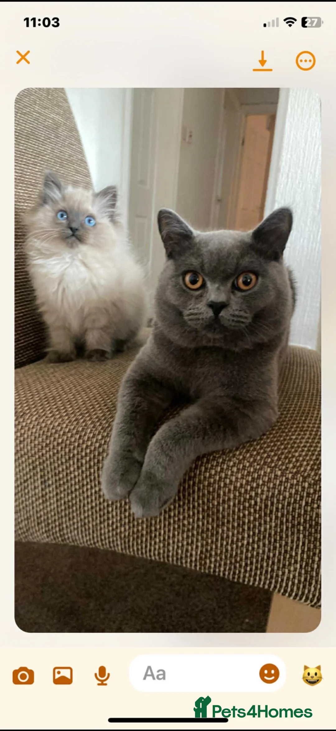 British Shorthair cats for sale: British short hair Jasper 1 year  - Advert 2