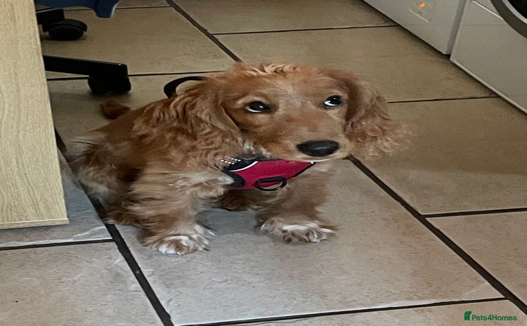 Mixed Breed dogs for sale - Advert 1