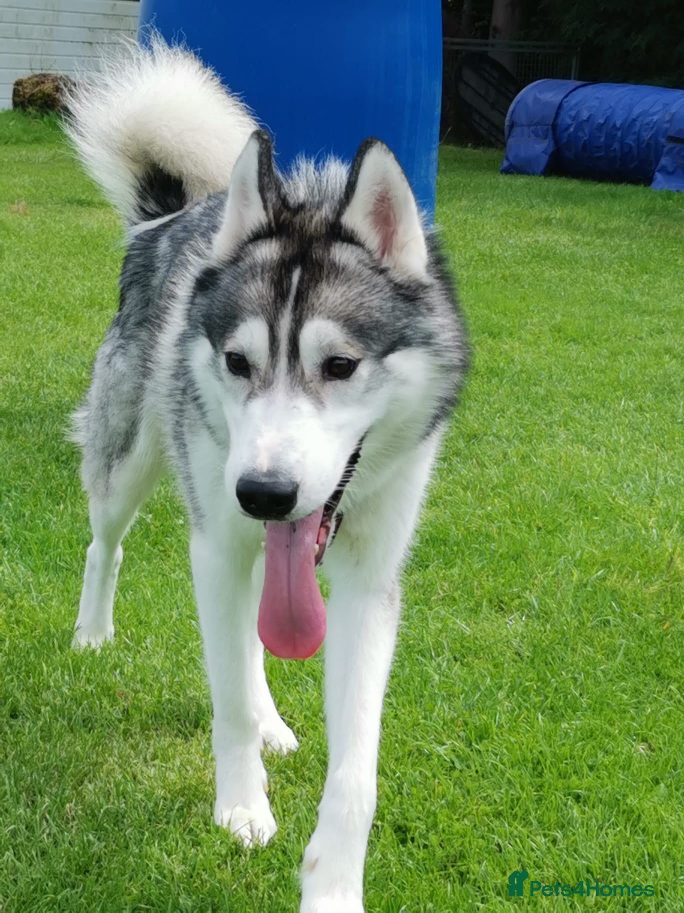 Siberian Husky dogs husky for stud - Advert 2