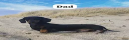Miniature Dachshund dogs for sale: HEALTH TESTED KC MINIATURE Dachshund PUPPIES - Advert 4