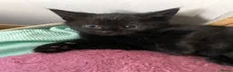 Mixed Breed cats for sale: 2 Kittens for sale  - Advert 13