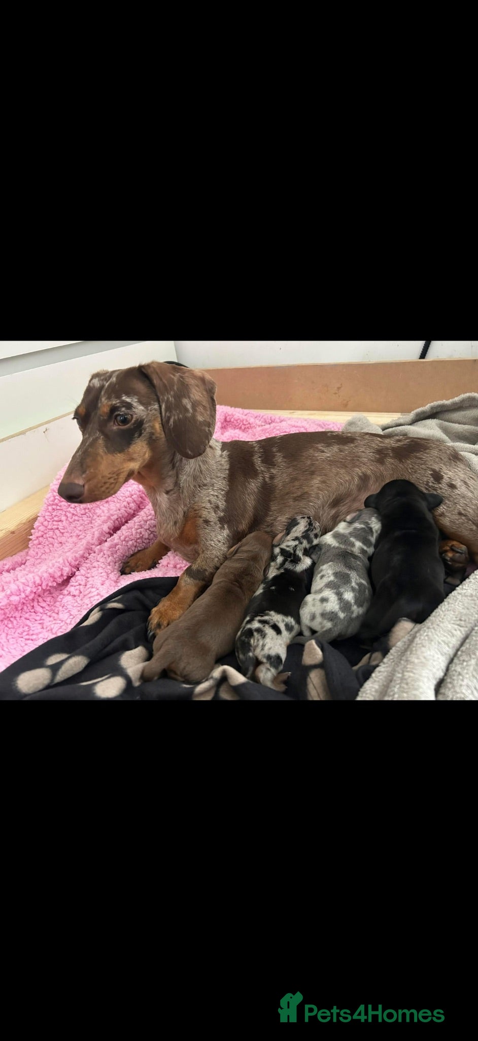 Miniature Dachshund dogs Silver dapple miniature dachshund female  - Advert 3