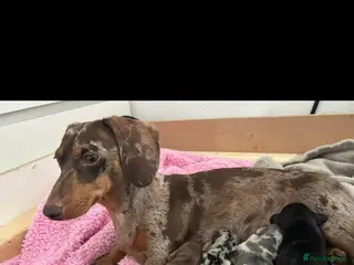 Miniature Dachshund dogs Silver dapple miniature dachshund female - Advert 6