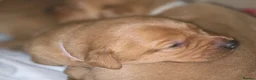 Labrador Retriever dogs for sale: Stunning dark red puppies  - Advert 8