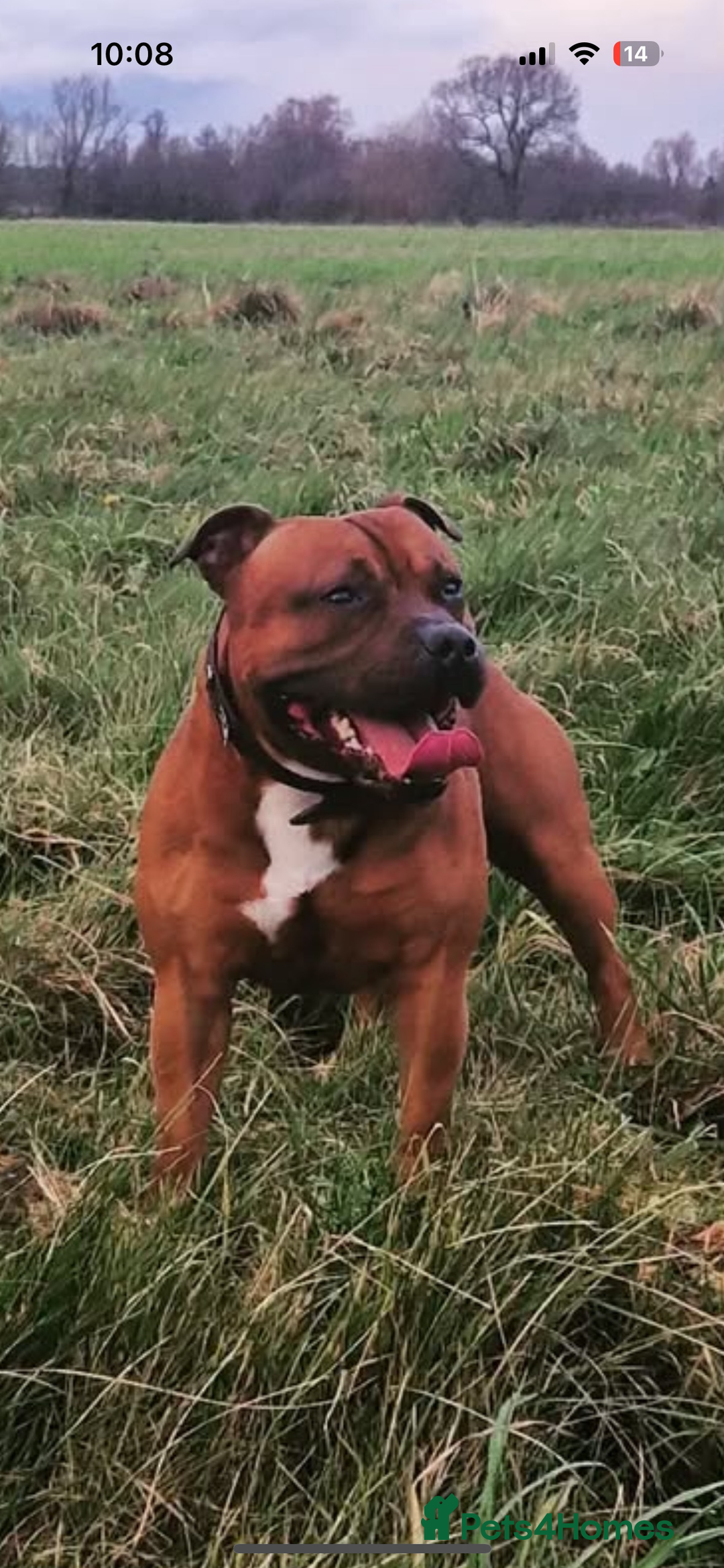 Staffordshire Bull Terrier dogs for sale: Pedigree blue kc reg staffordshire bull terrier  - Image 6