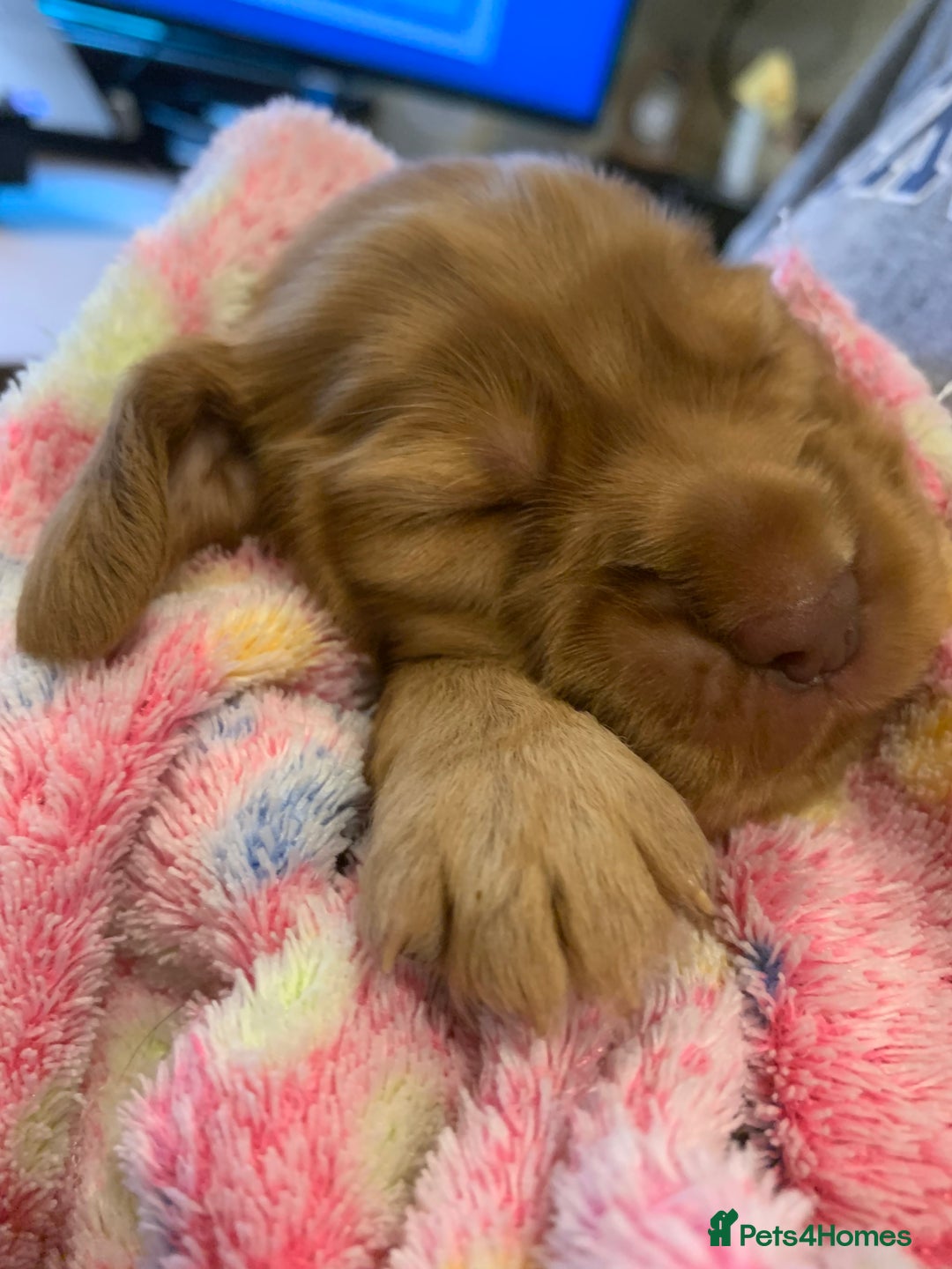 Cocker Spaniel dogs for sale: KC Show Carefully bred for Health and Temperament  - Image 11