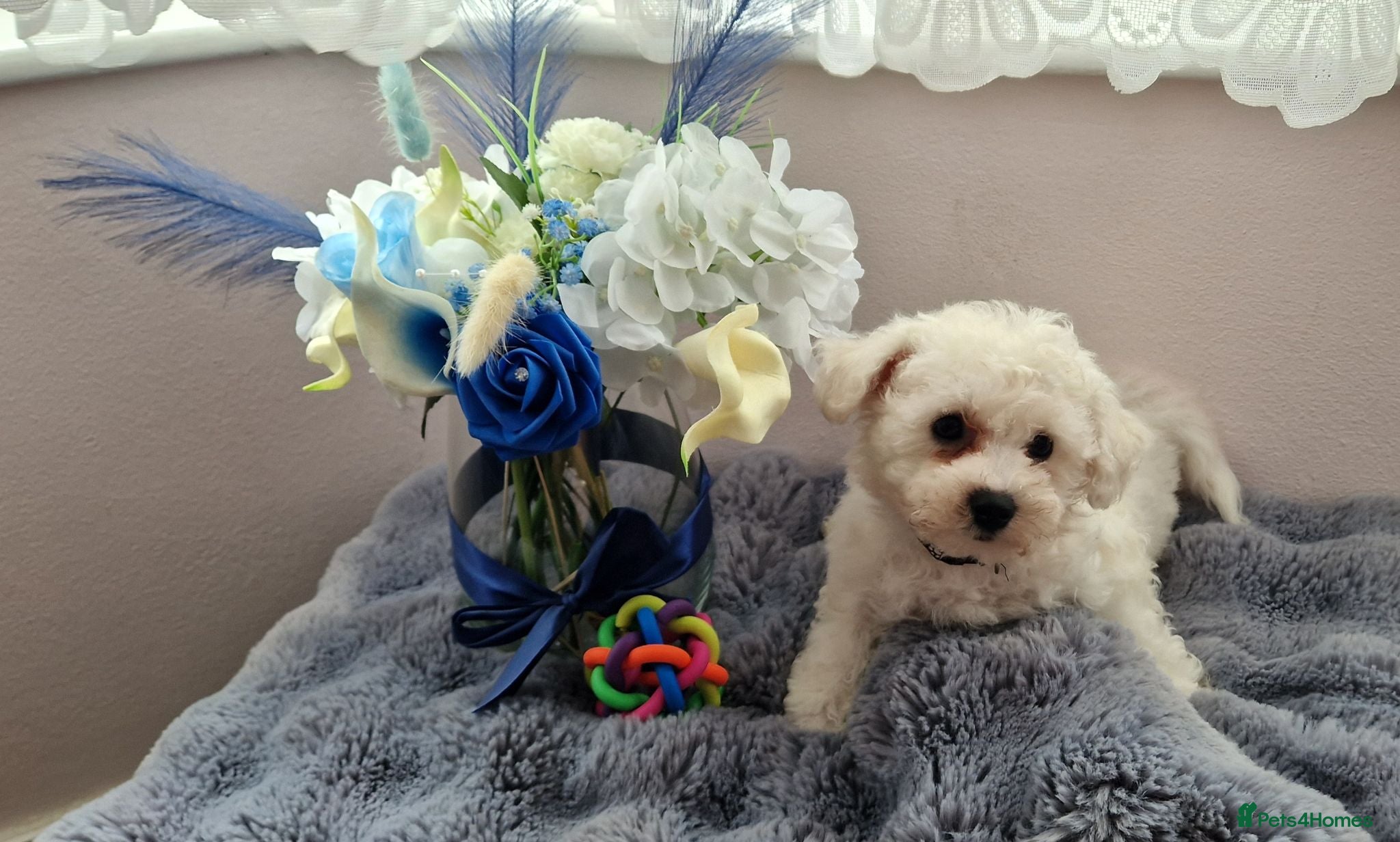 Bichon Frise dogs Full pedigree Bichon frise  - Advert 2