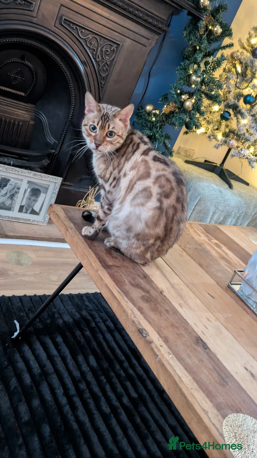 Bengal cats for sale: Female bengal cat - Advert 1