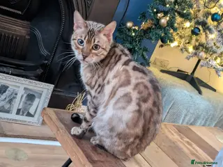 Bengal cats Female bengal cat - Advert 2