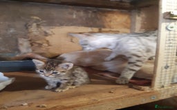 Savannah cats for sale: Savanna f5 kitten,female, - Image 4