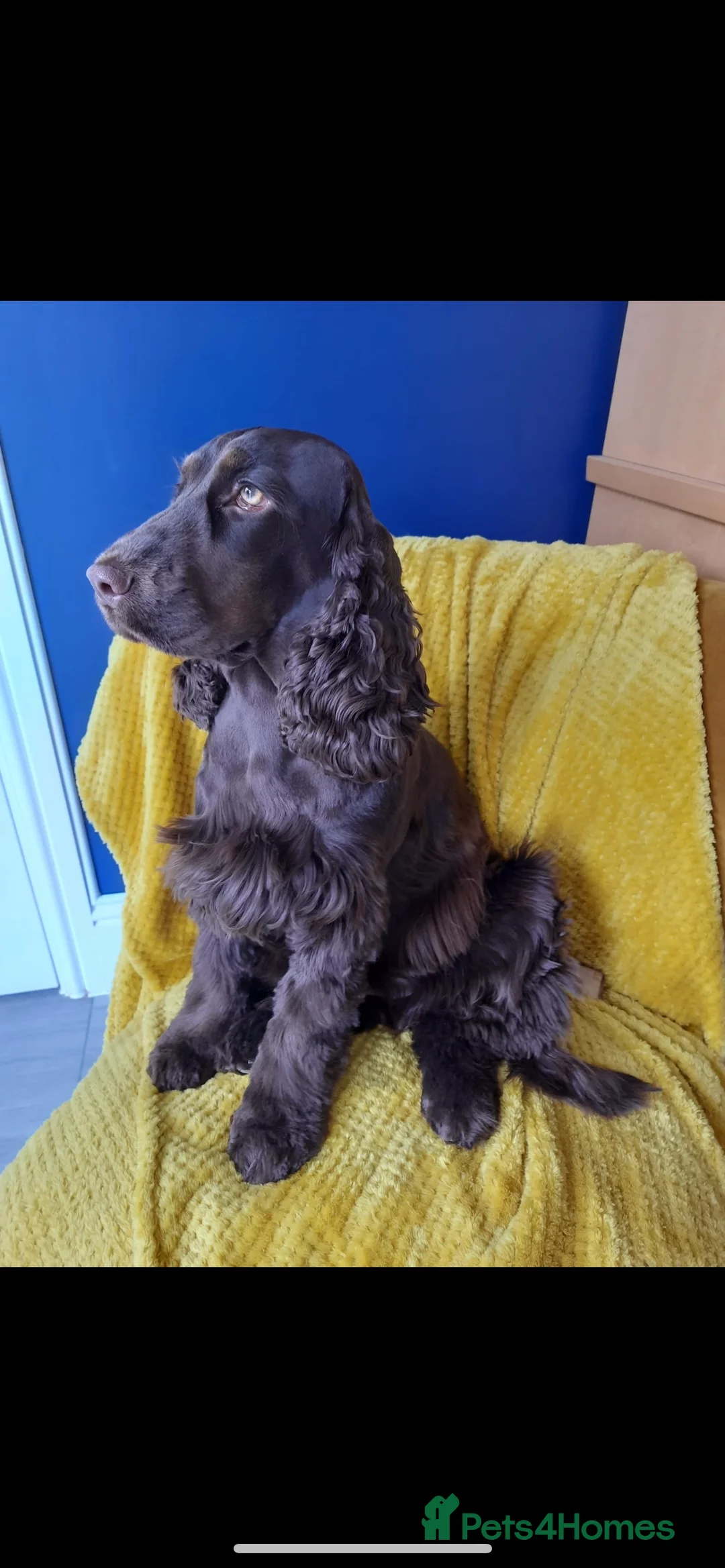 Cocker Spaniel dogs for stud: Extensively Health Tested Show Cocker Spaniel  in Leicester - Advert 5