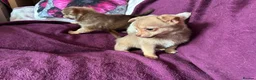 Chihuahua dogs for sale: Outstanding tiny tiny chichahua  - Advert 18
