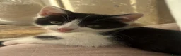 Mixed Breed cats for sale: Kittens  - Advert 15