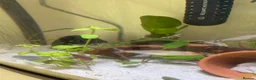 Tetras fish for sale: Pair of Rummy nose tetras  in Houghton le Spring - Advert 2