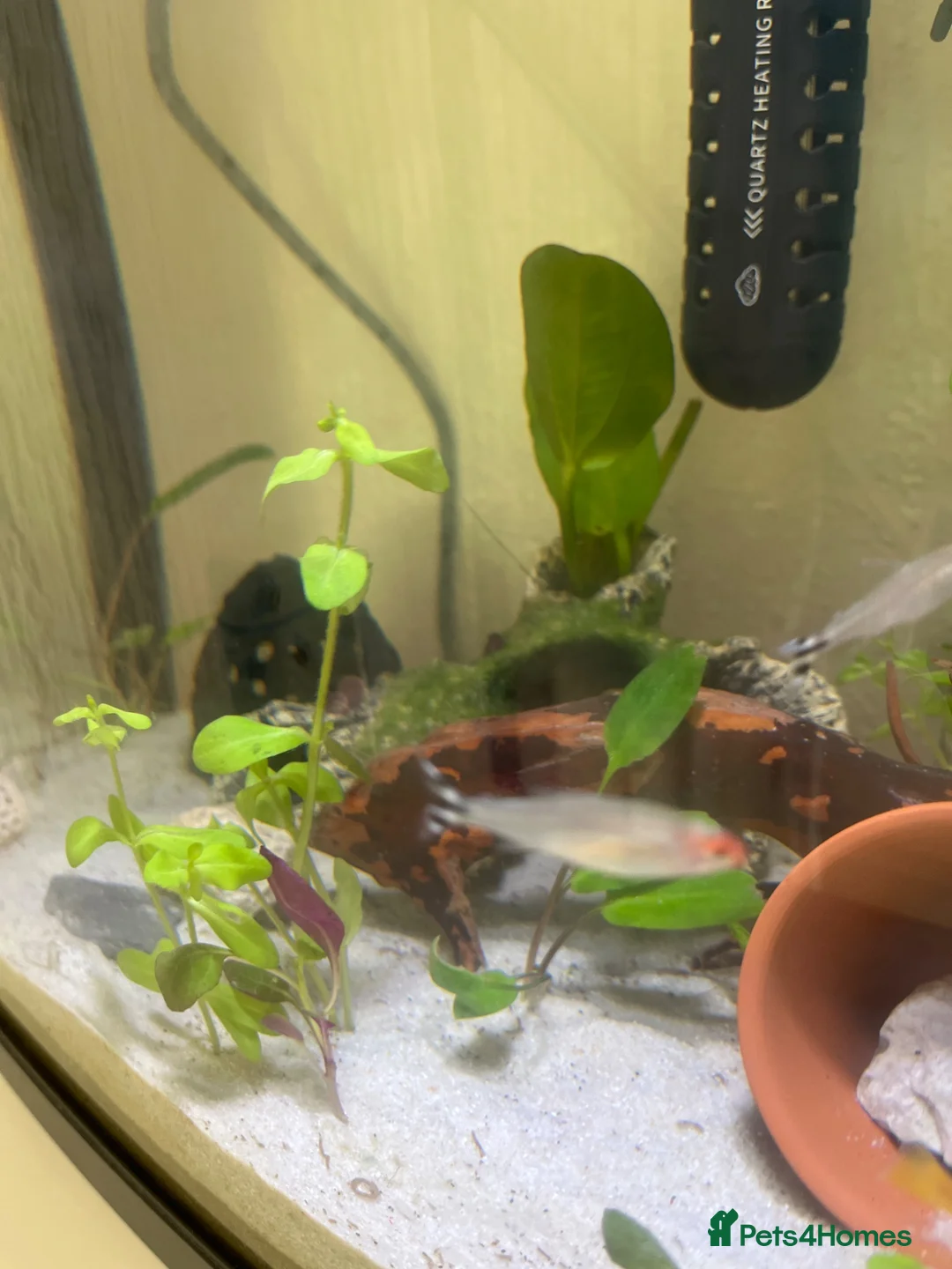 Tetras fish for sale: Pair of Rummy nose tetras  in Houghton le Spring - Advert 2