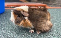 Guinea Pig rodents for sale: Beautiful Baby Guinea pigs to reserve  - Image 8