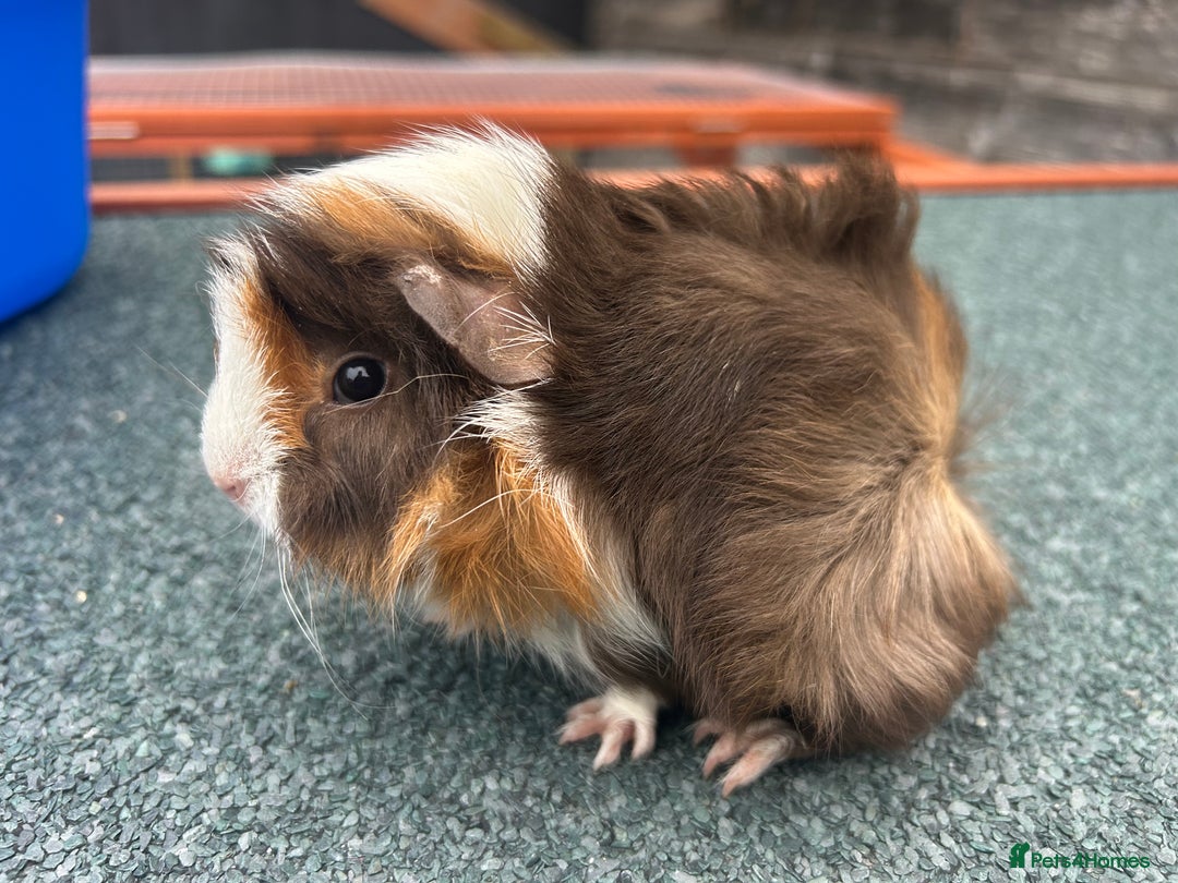 Guinea Pig rodents for sale: Beautiful Baby Guinea pigs to reserve  - Image 8