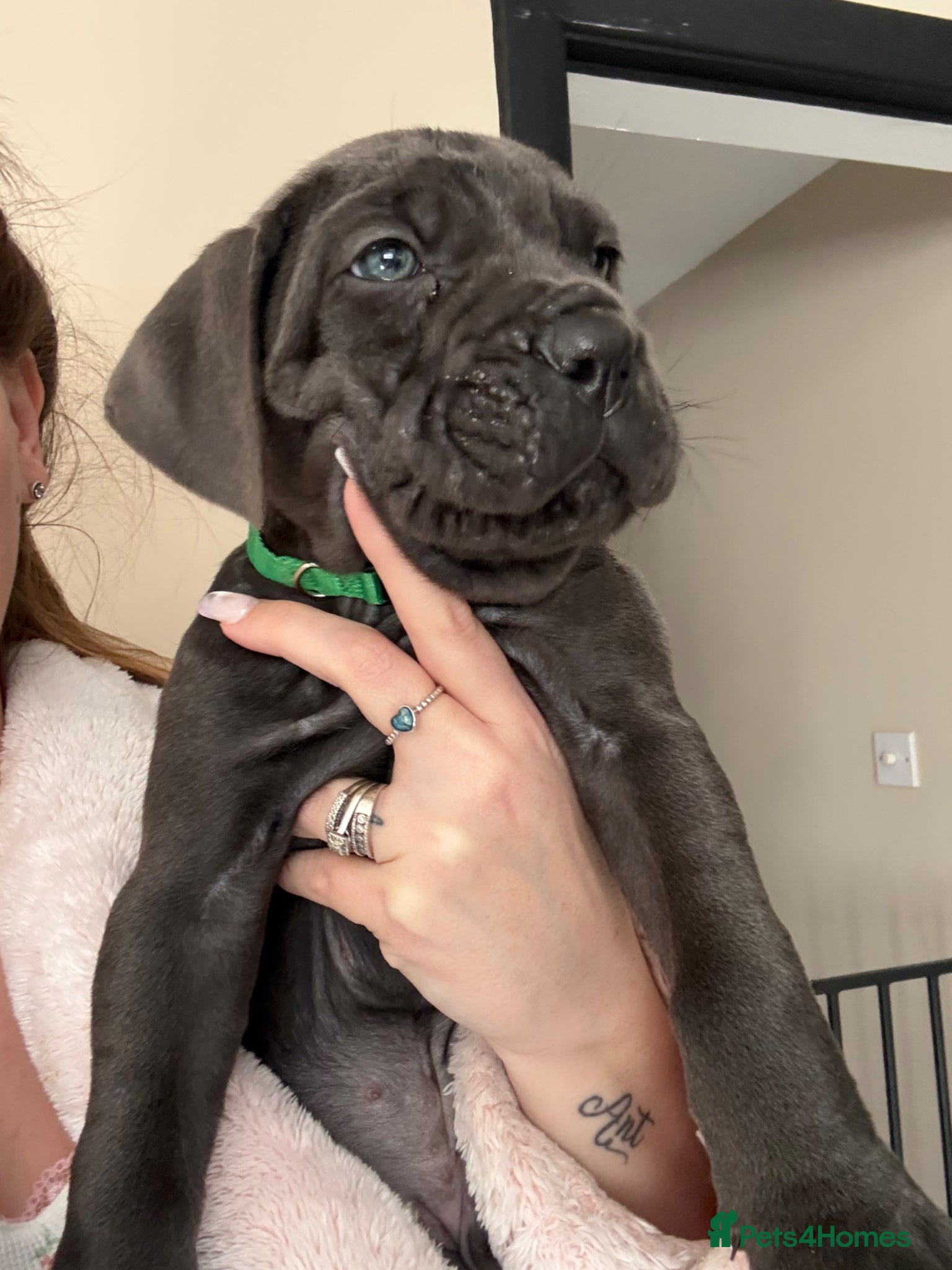 Cane Corso dogs Stunning Cane Corso Puppies last 2 left  - Advert 4