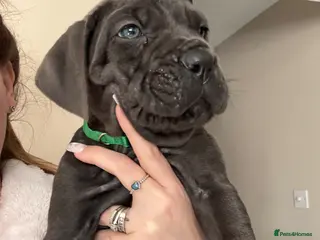 Cane Corso dogs Stunning Cane Corso Puppies last 2 left - Advert 1