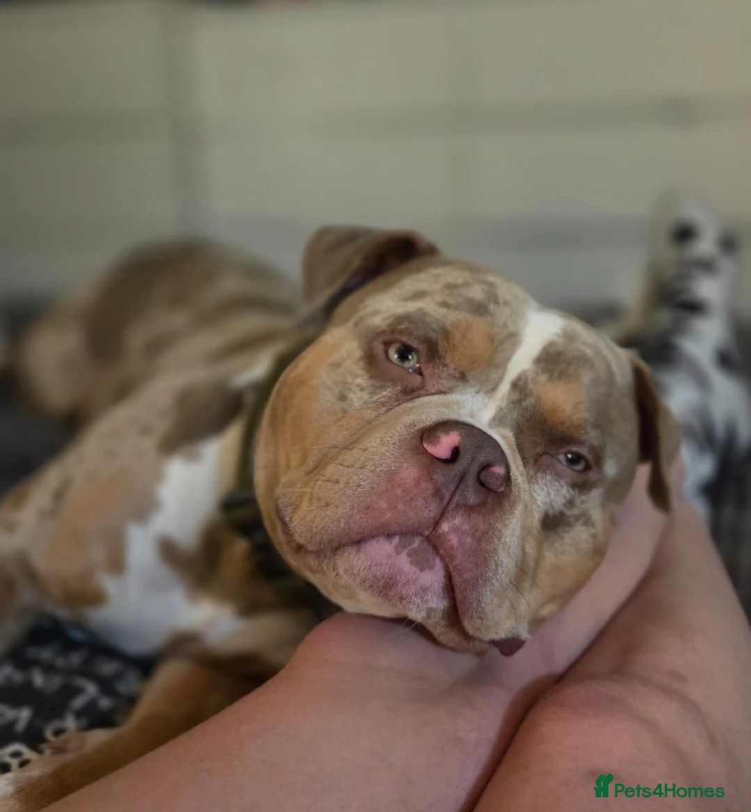 American Bully dogs for stud: American Standard Bully For Stud in Manchester - Advert 4